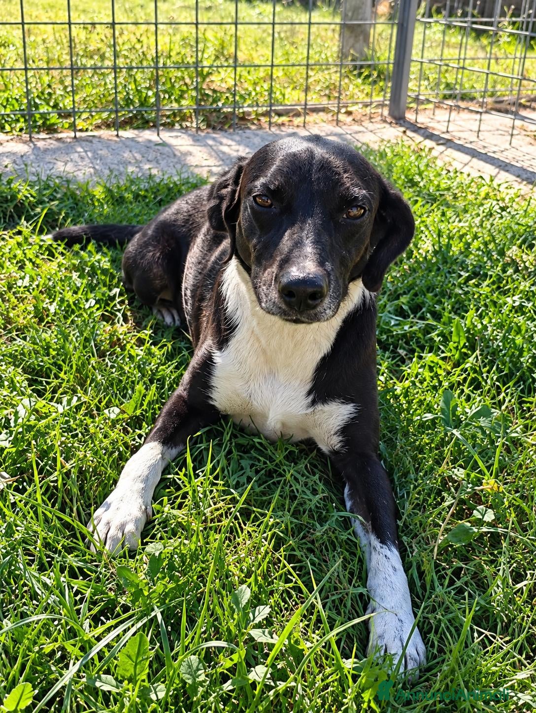 Meticcio cani Remo! (15kg-7/8 anni)  - Annuncio 26