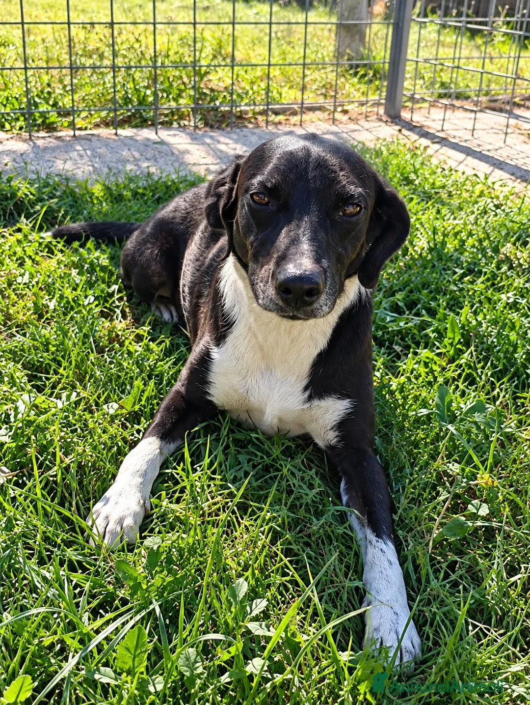 Meticcio cani in regalo: Remo! (15kg-7/8 anni)  - Annuncio 1
