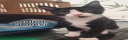 Europeo gatti in regalo: GATTINI BISOGNOSI IN CERCA D'AMORE  a Città Metropolitana di Bologna - Annuncio 7