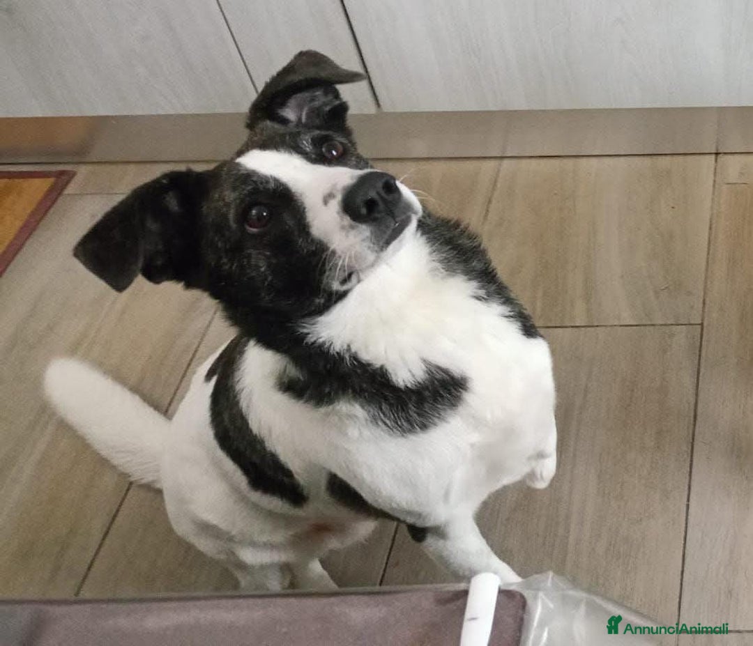 Meticcio cani in regalo: Luce quasi 3anni TRIPODE,STALLO FINITO! NUORO SOS - Annuncio 1