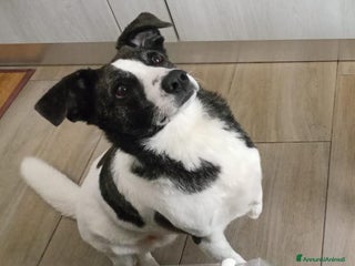 Meticcio cani Luce quasi 3anni TRIPODE,STALLO FINITO! NUORO SOS - Annuncio 1