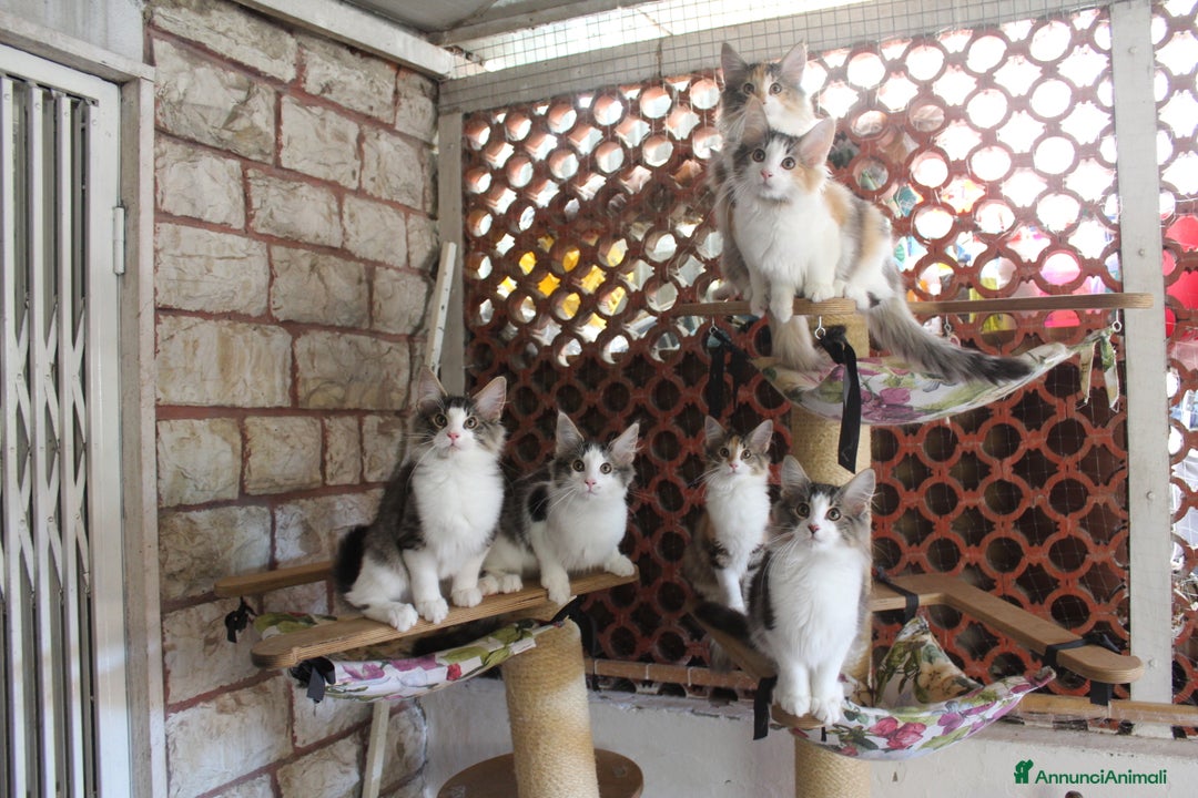 Norvegese gatti in vendita: Cuccioli Norvegesi delle Foreste - Annuncio 5