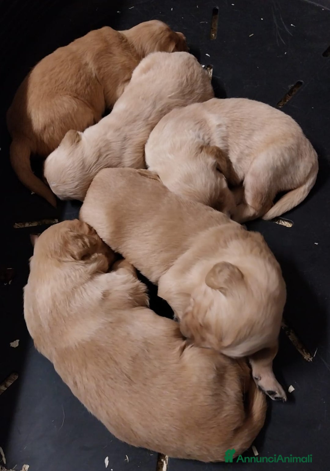 Golden Retriever cani in vendita: Cuccioli di Golden Retriever disponibili - Annuncio 3