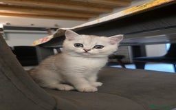 Scottish gatti in vendita: Dolcissimo scottish fold e straight  a Provincia di Brescia - Immagine 8