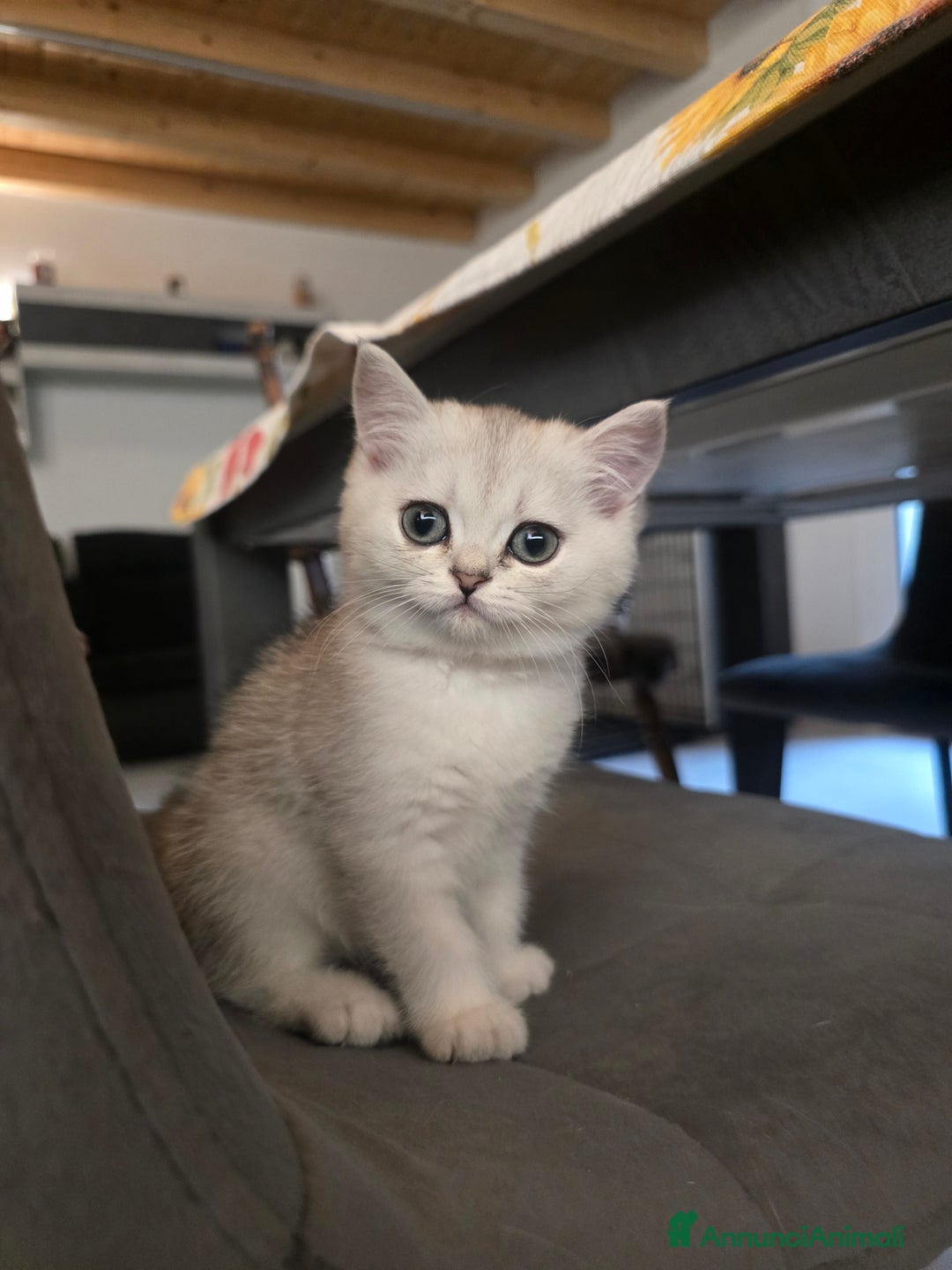 Scottish gatti in vendita: Dolcissimo scottish fold e straight  a Provincia di Brescia - Immagine 8