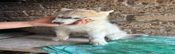 Husky cani in vendita: Cuccioli di husky - Annuncio 4