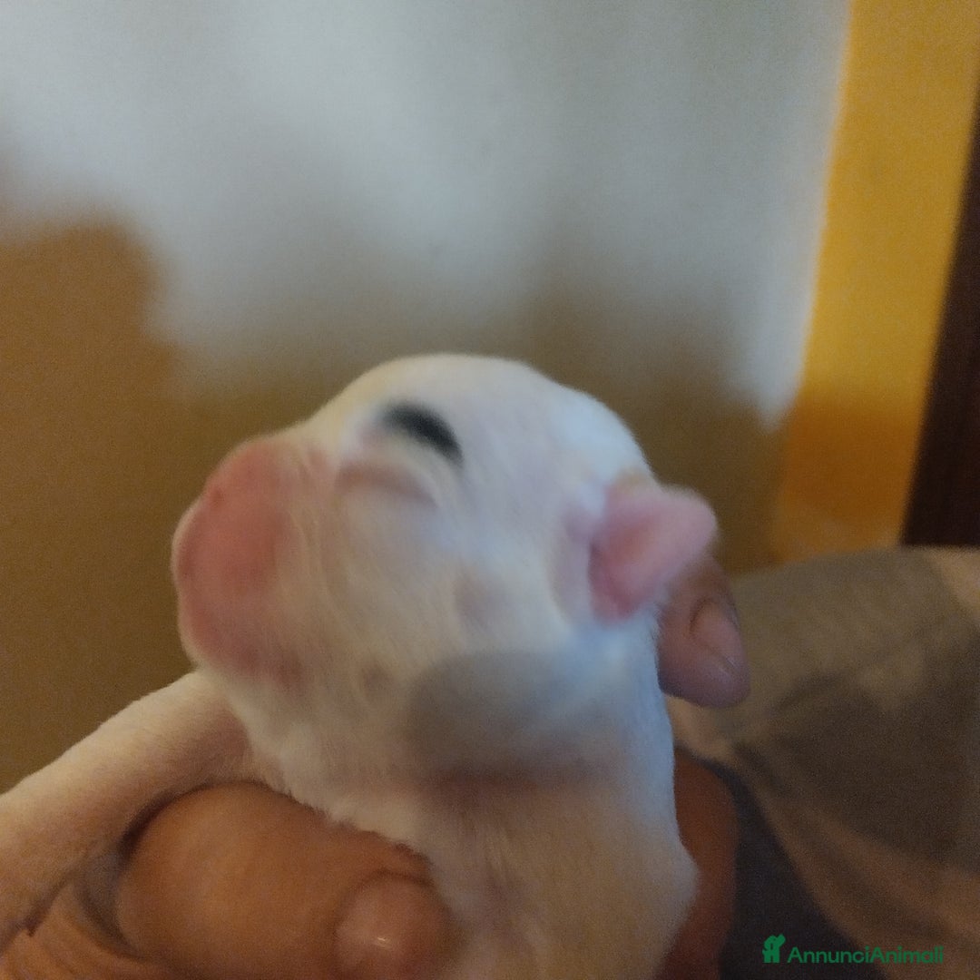 Bulldog Francese cani in vendita: Vendo - Annuncio 6