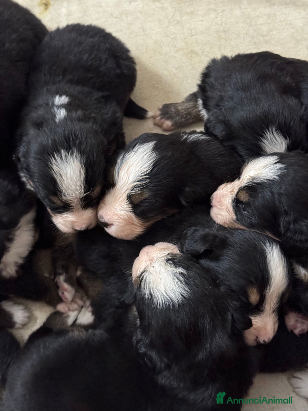 Bovaro del Bernese cani in vendita: Cuccioli Bernese da famiglia (privati) - Annuncio 22
