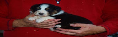 Australian Shepherd Cucciolo 2