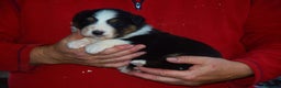 Australian Shepherd cani in vendita: Cuccioli di pastore australiano  - Annuncio 7