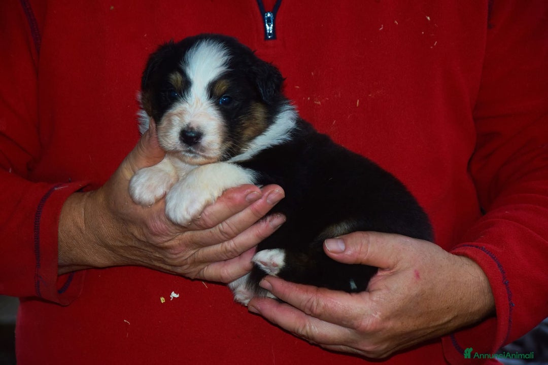 Australian Shepherd cani in vendita: Cuccioli di pastore australiano  - Annuncio 7