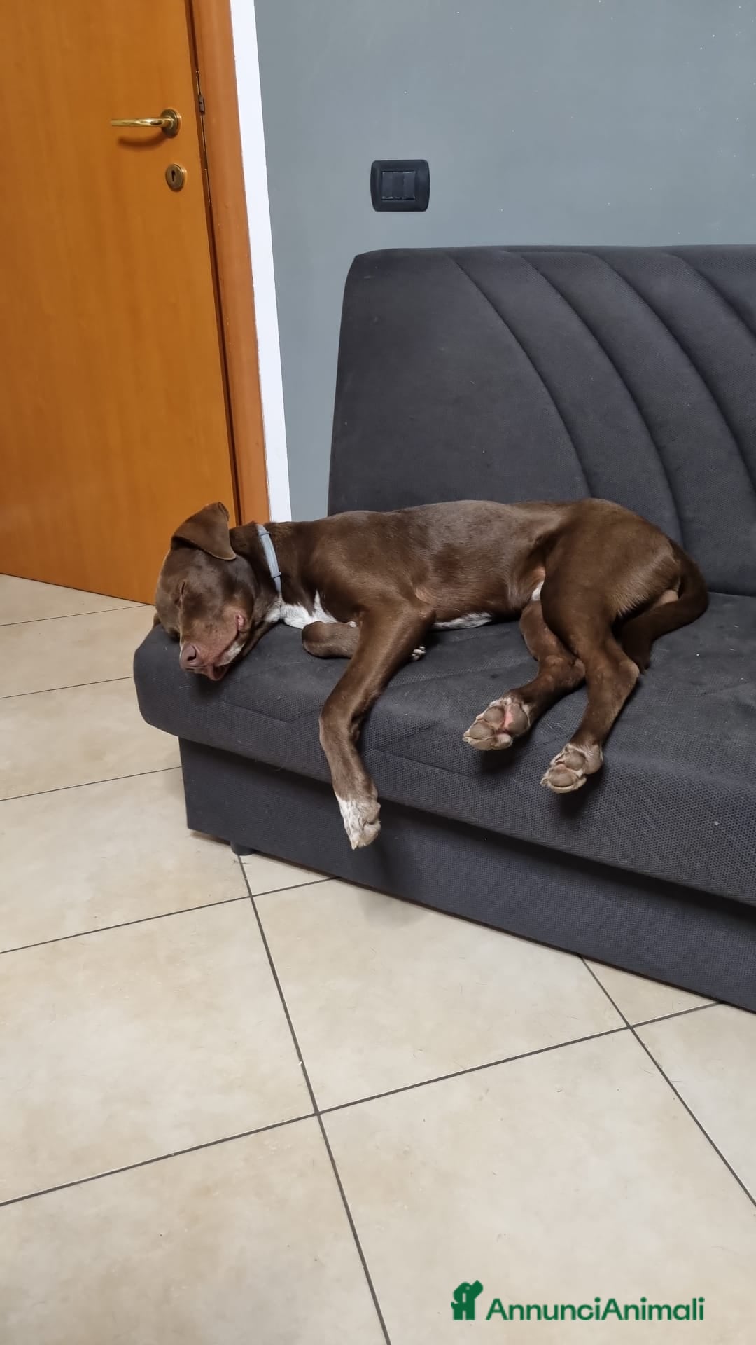 Meticcio cani in regalo: Pongo: 6 mesi. Lasciato in rifugio.  a Provincia di Pisa - Annuncio 3