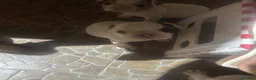 Bulldog Francese cani in vendita: Cuccioli  - Annuncio 5