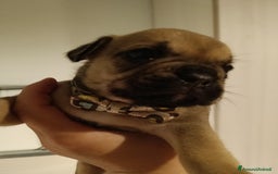 Bulldog Francese cani in vendita: Animali  a Città Metropolitana di Firenze - Immagine 2