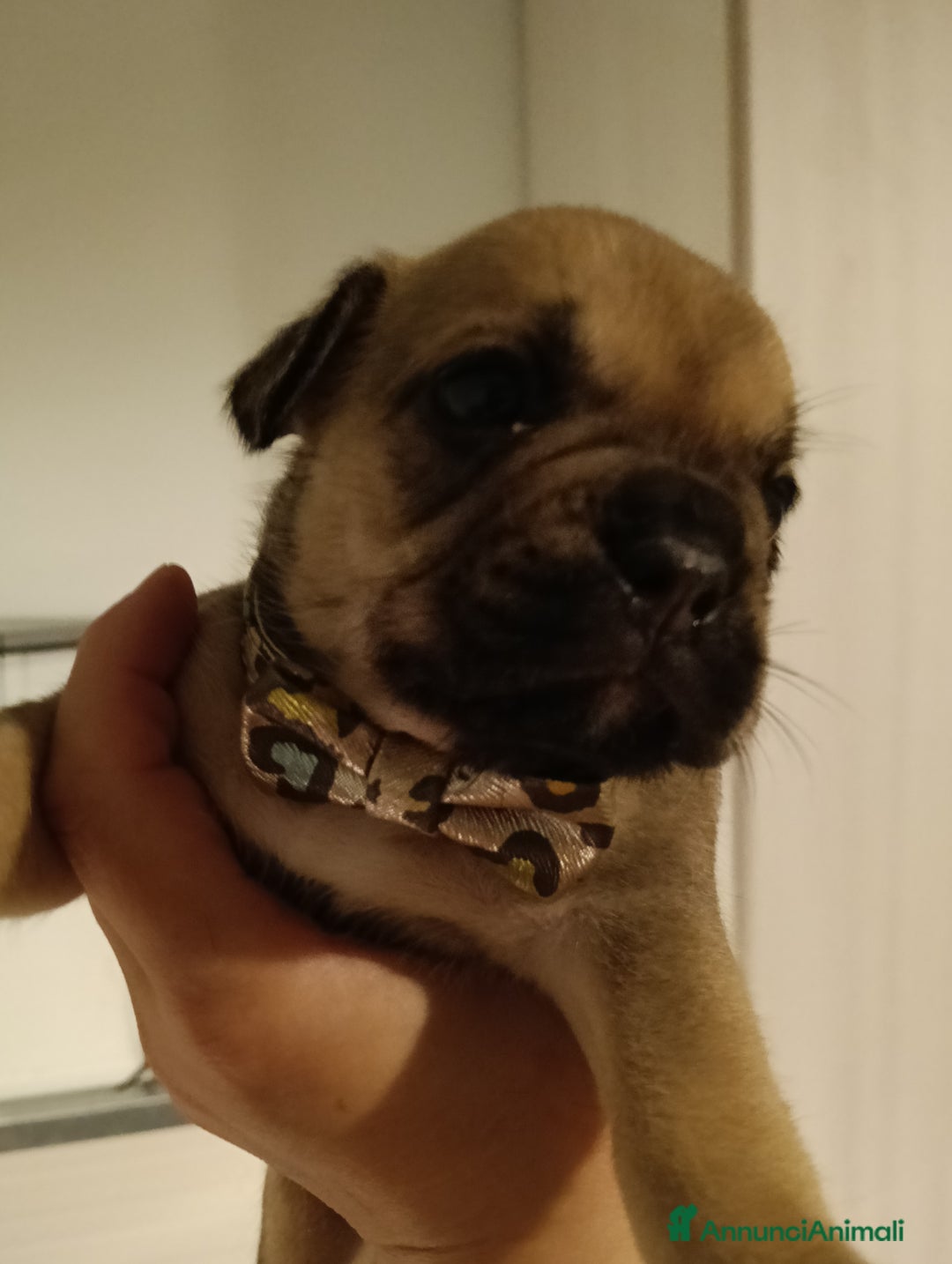 Bulldog Francese cani in vendita: Animali  a Città Metropolitana di Firenze - Immagine 2