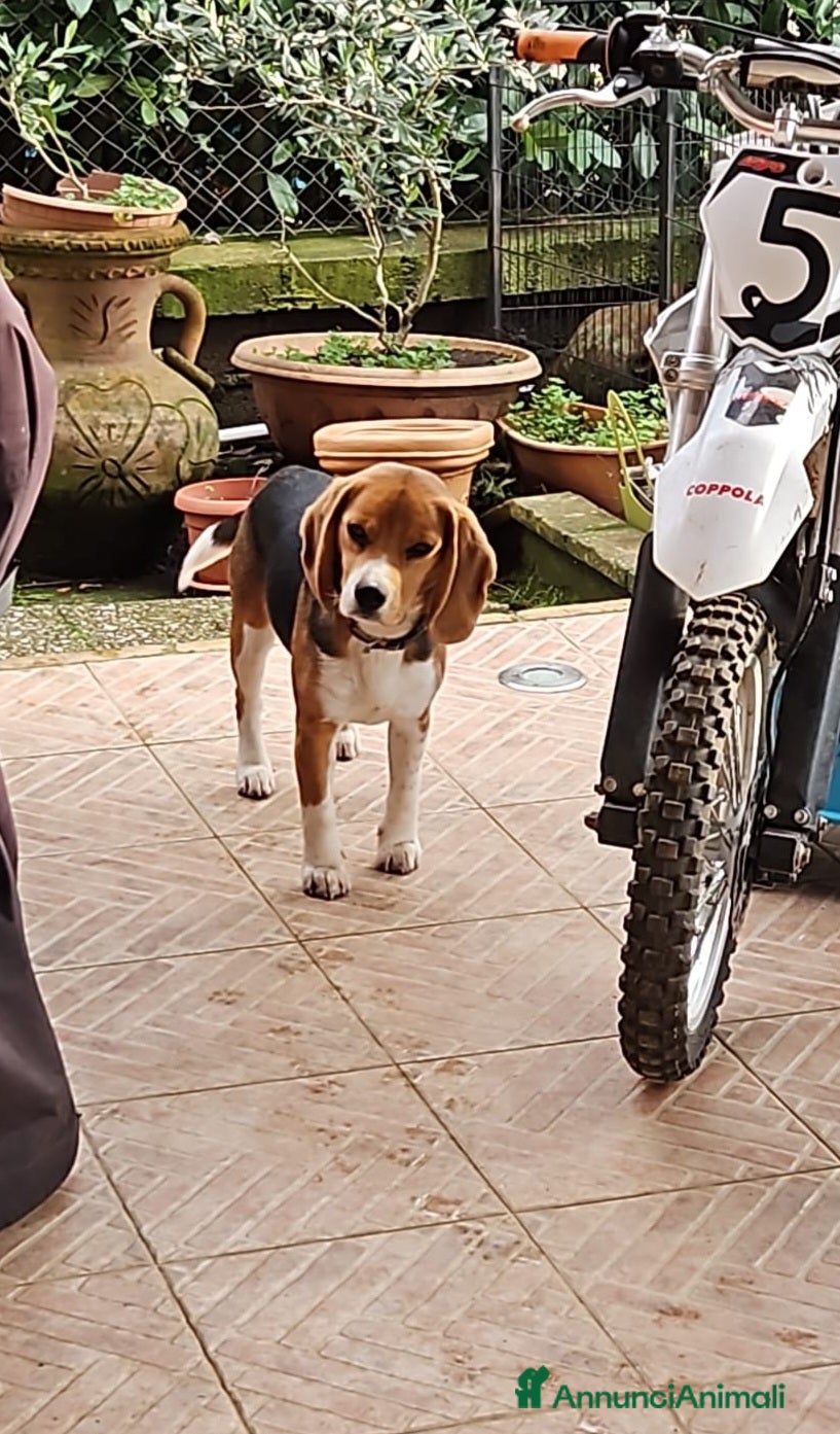 Beagle cani Cucciolo Beagle 8 mesi - Annuncio 1