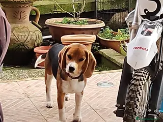 Beagle cani Cucciolo Beagle 8 mesi - Annuncio 1