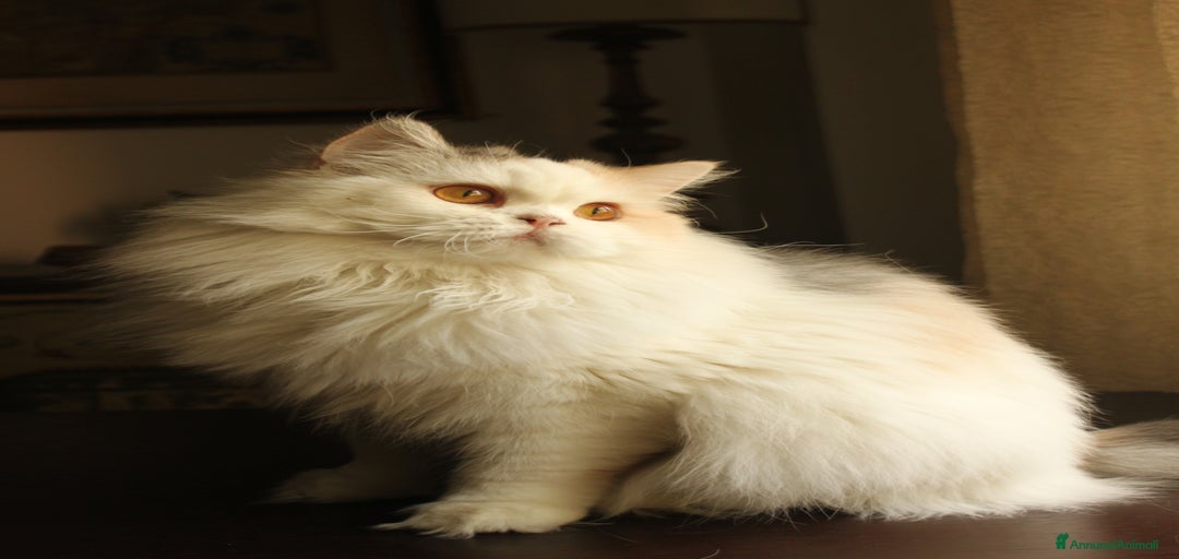 Immagine della galleria {{count}}