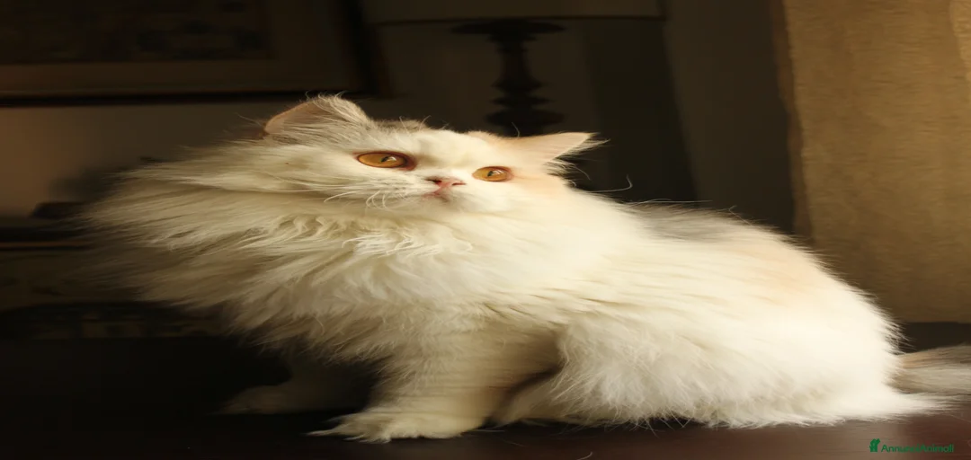 Immagine della galleria {{count}}