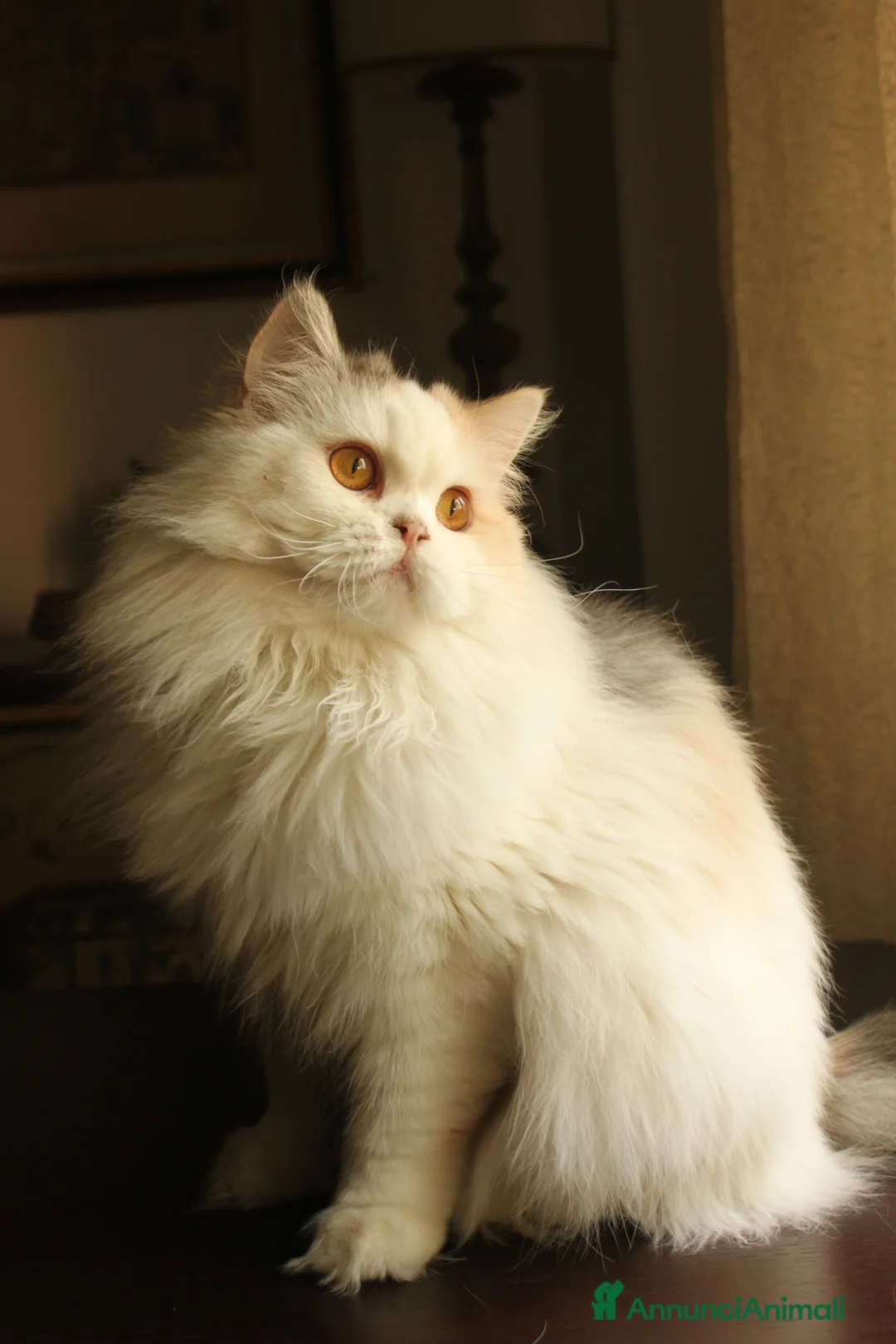 Immagine della galleria {{count}}