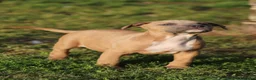 Pitbull cani in vendita: Cuccioli Pit Bull con Pedigree anche a rate  - Annuncio 27