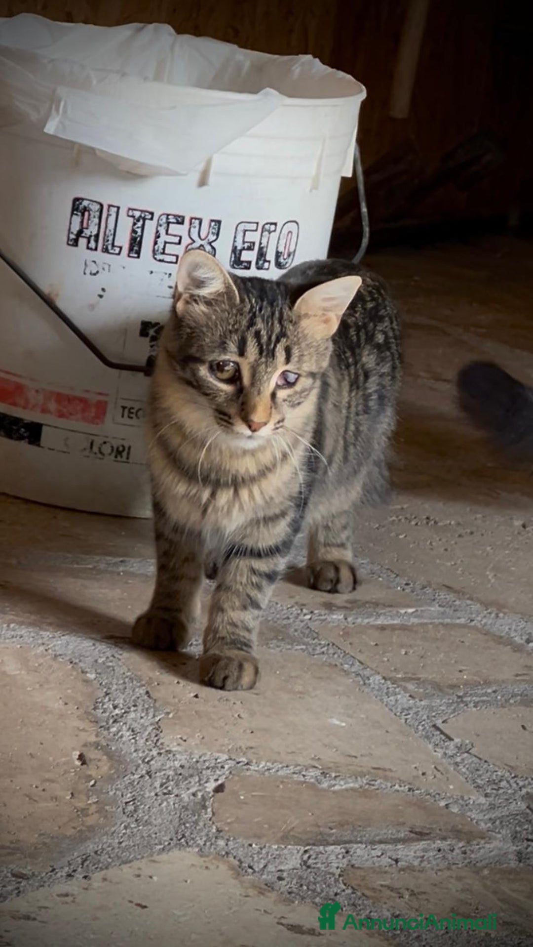 Altre razze gatti in regalo: Mira, Adozione del cuore - Annuncio 3