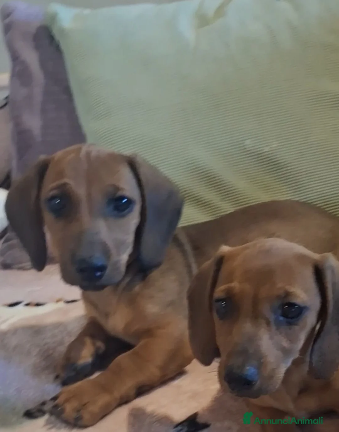 Bassotto cani in vendita: Cucciolo di bassotto - Annuncio 4