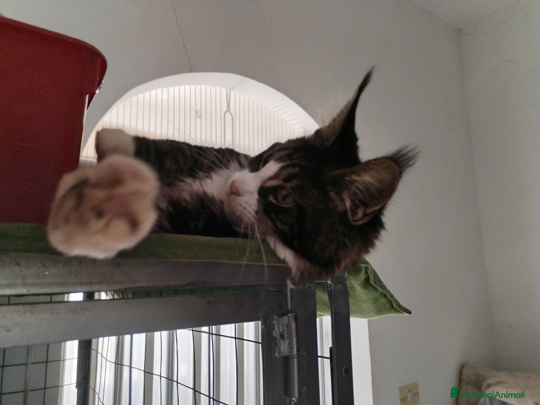 Maine Coon gatti in vendita: Maine coon  - Annuncio 2