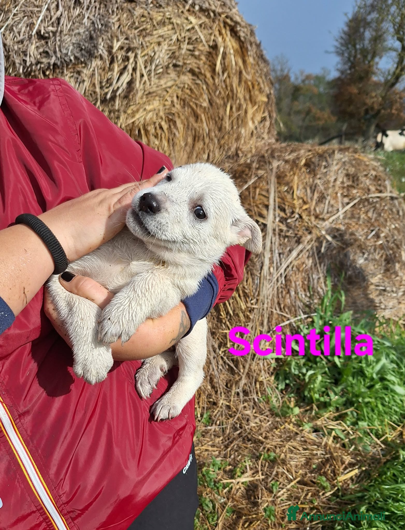Meticcio cani Scintilla stupenda cucciola aspetta una famiglia - Annuncio 5