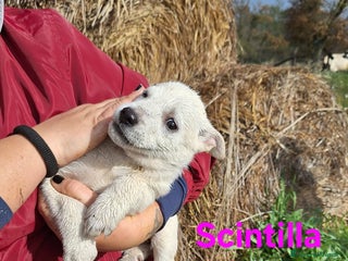 Meticcio cani Scintilla stupenda cucciola aspetta una famiglia - Annuncio 3