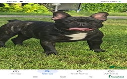 Bulldog Francese cani in vendita: Bulldog francese maschio  - Immagine 12