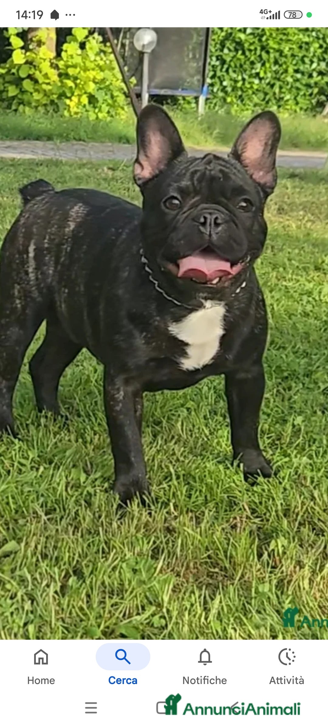 Bulldog Francese cani in vendita: Bulldog francese maschio  - Immagine 12