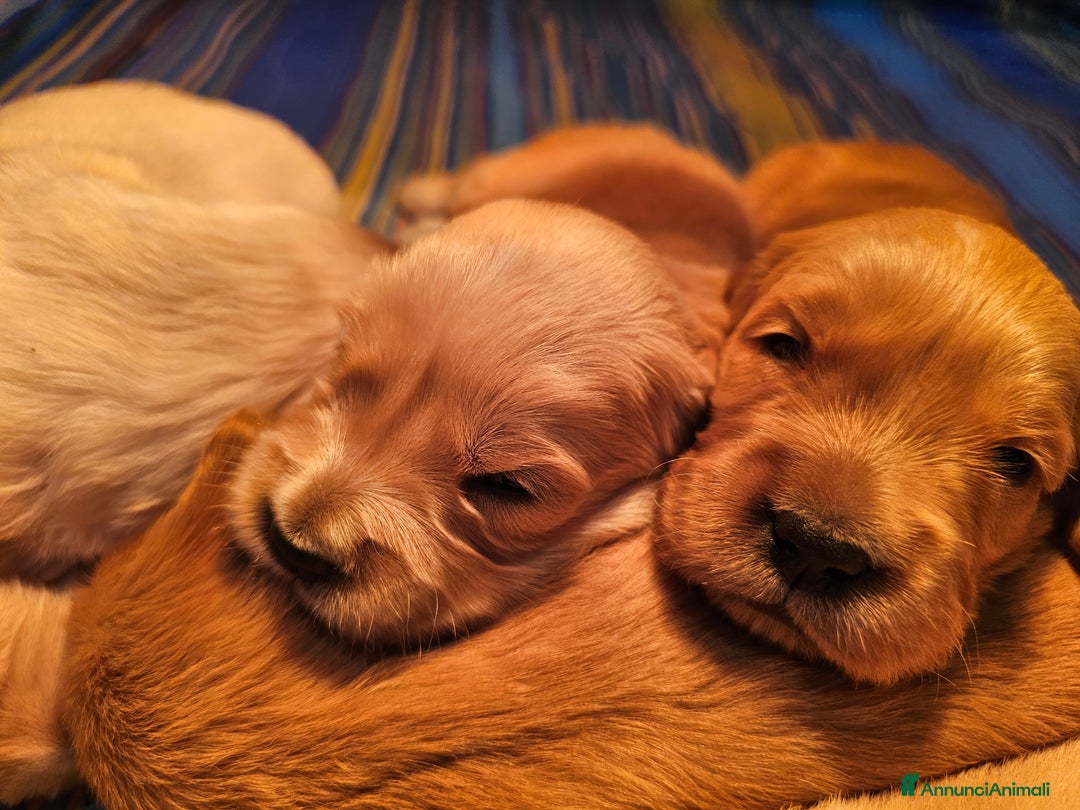 Golden Retriever cani in vendita: CUCCIOLI GOLDEN RETRIEVER  - Annuncio 5