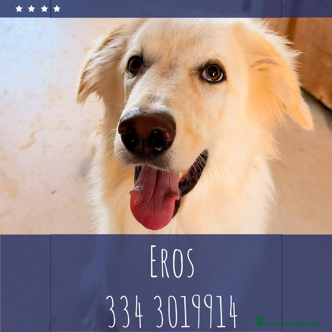 Meticcio cani EROS 💙 PROFESSIONE: FAR INNAMORARE 🥰 - Annuncio 37