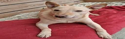 Meticcio cani in regalo: Teo 5anni tg media aspetta ancora MANTOVA - Annuncio 1