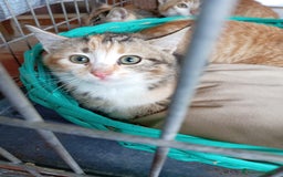 Europeo gatti in regalo: 5 cuccioli e mamma cercano casa❤️ - Immagine 11