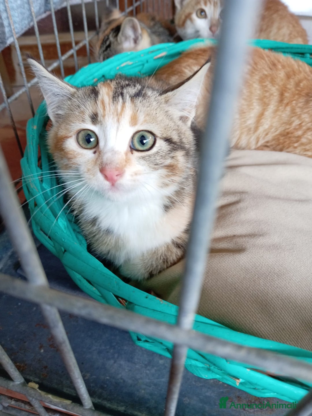 Europeo gatti in regalo: 5 cuccioli e mamma cercano casa❤️ - Annuncio 11