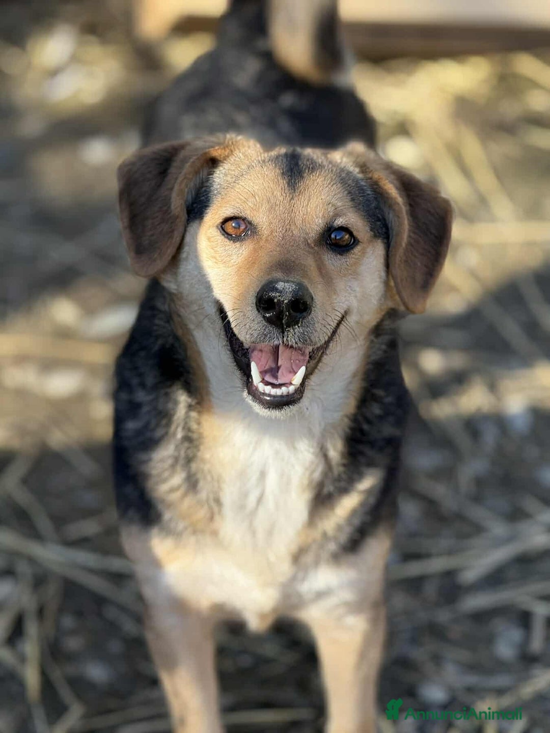 Meticcio cani in regalo: DOTTIE, tenerissima TG PICCOLA cerca coccole! - Annuncio 6