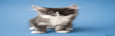 Maine Coon 3