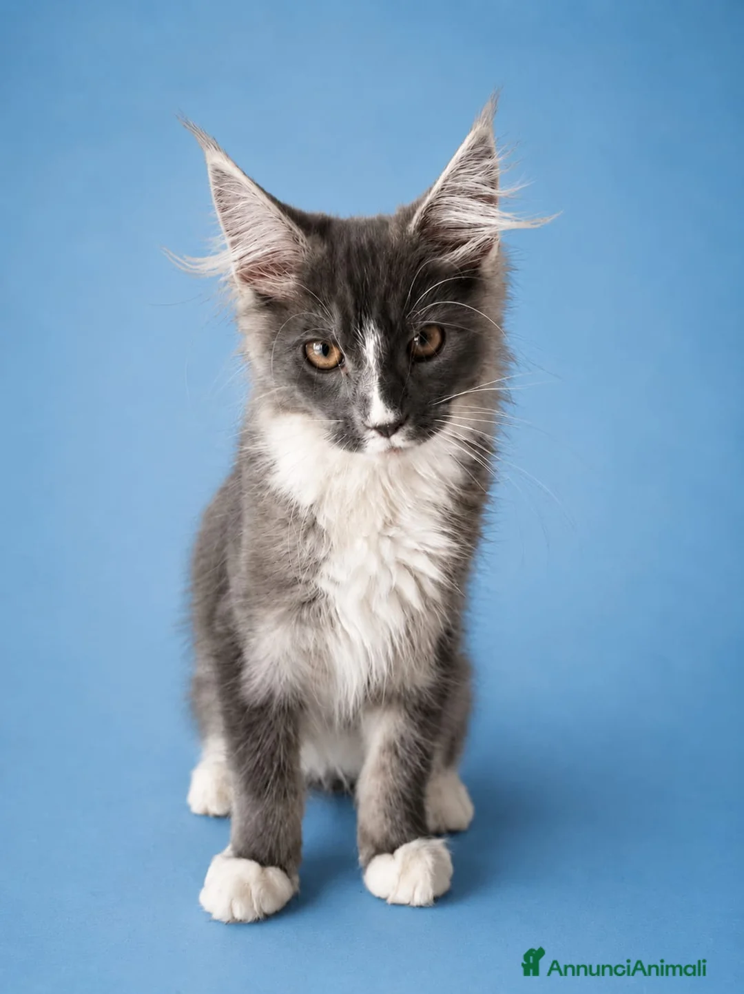 Maine Coon gatti in vendita: MAINE COON CUCCIOLI - Annuncio 6
