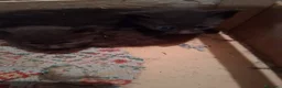 Meticcio gatti in regalo: Taurisano (LE)  Gattini neri i regalo cercano casa - Annuncio 5
