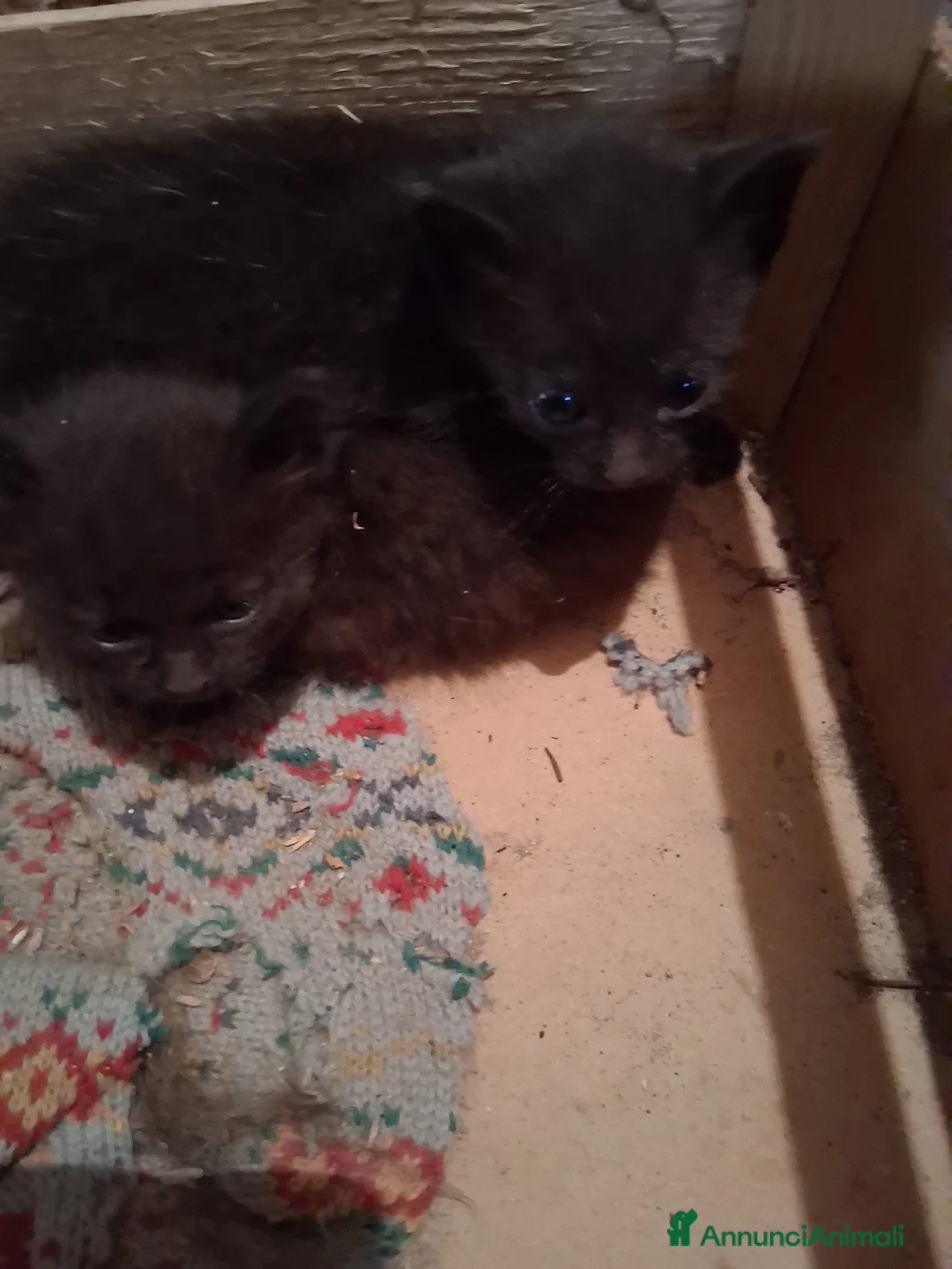 Meticcio gatti in regalo: Taurisano (LE)  Gattini neri i regalo cercano casa - Annuncio 5