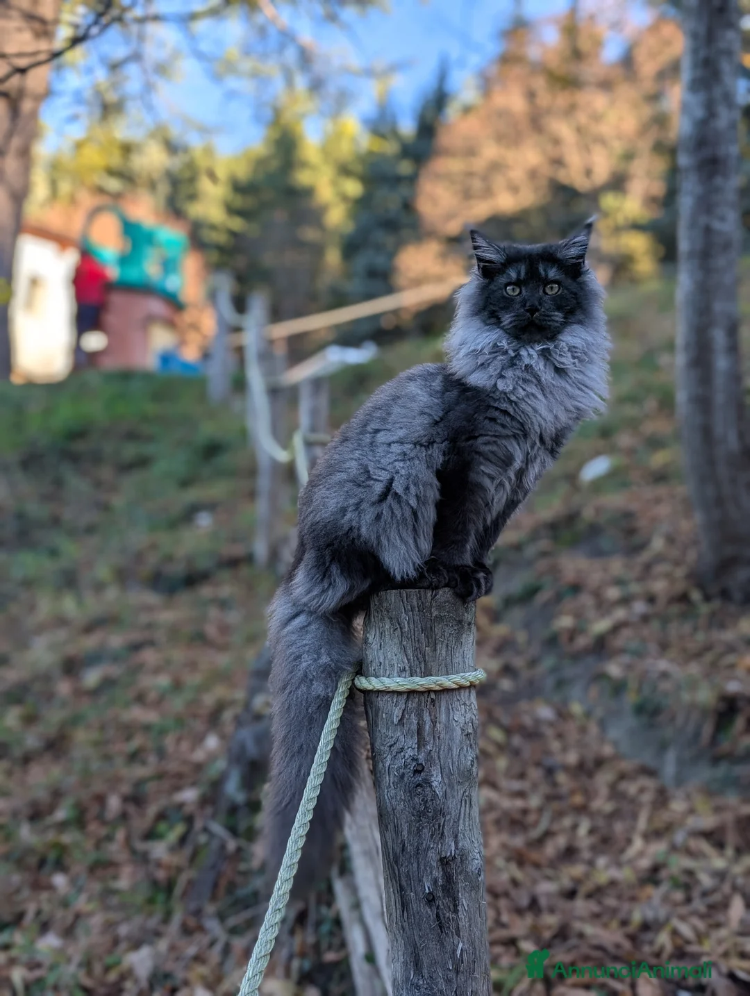Maine Coon gatti in vendita: Cucciola Maine Coon Black smoke  - Annuncio 3