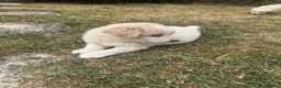 Meticcio cani in regalo: Cuccioli cercano casa a Provincia di Avellino - Annuncio 6