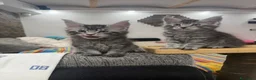 Maine Coon gatti in vendita: Dolcissimi cuccioli  - Annuncio 7