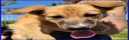Meticcio cani in regalo: MIRA STUPENDA CUCCIOLA 6 MESI DAGLI OCCHI DOLCI CE - Annuncio 10
