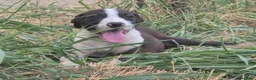 Meticcio cani in regalo: URGENTE! BART 💙 LO STALLO STA FINENDO. AIUTIAMOLO - Annuncio 2