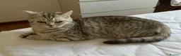 Scottish gatti in vendita: Cucciolo British/Scottish tigrato - Annuncio 2