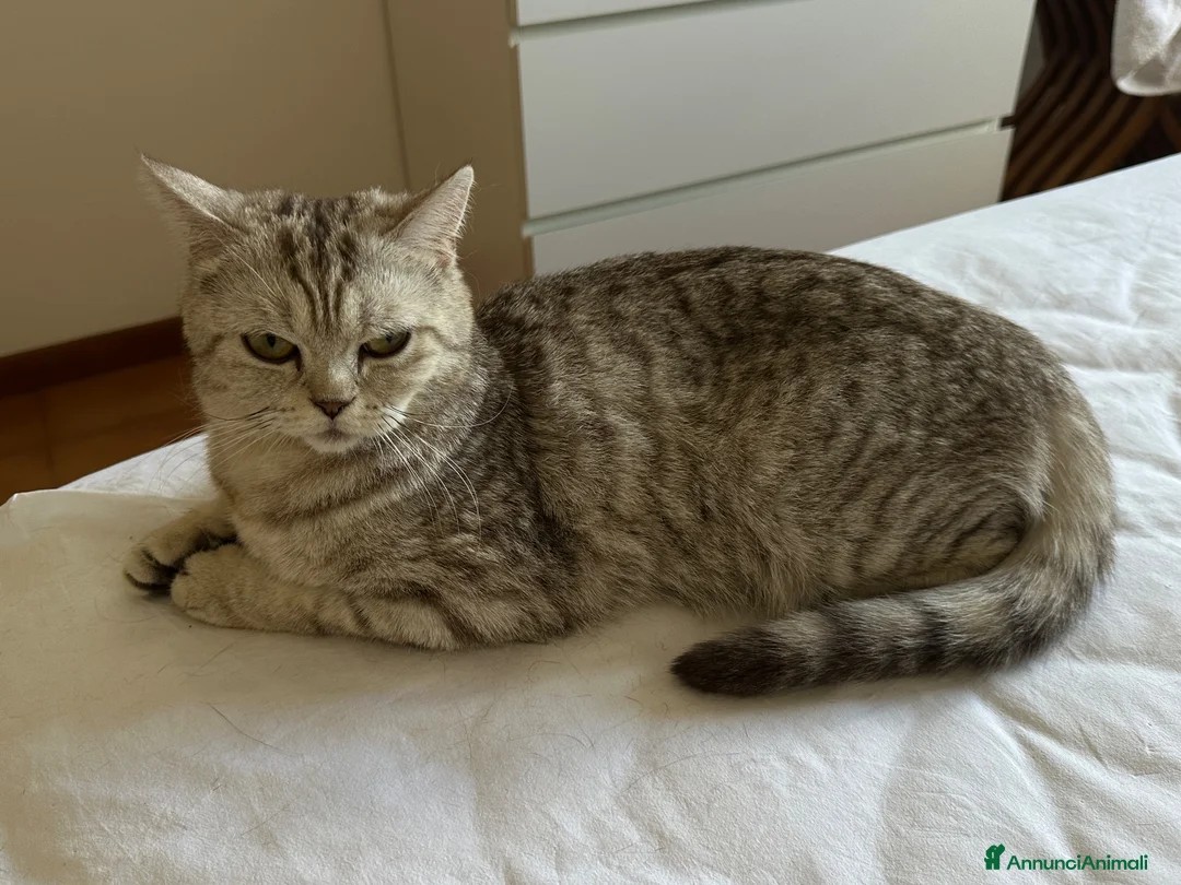 Scottish gatti in vendita: Cucciolo British/Scottish tigrato - Annuncio 2