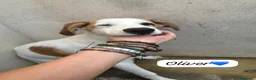 Meticcio cani in regalo: OLIVER E DENNY - Annuncio 2